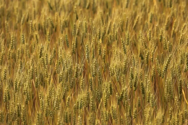 Ręczny młynek do zboża  Biotech TOSCANA 