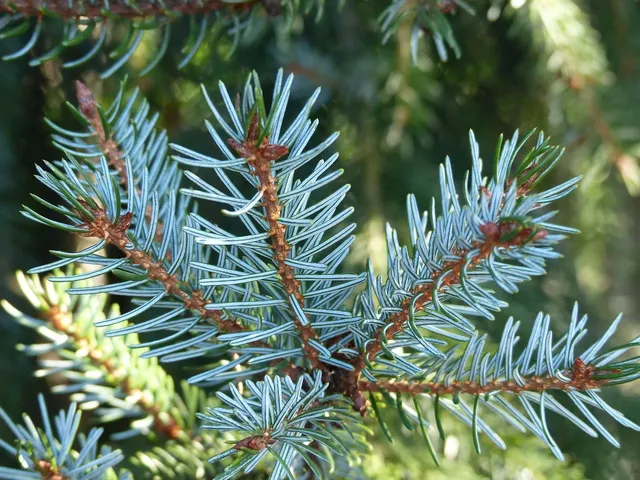 Wyciskarka ślimakowa Kuvings B6000 - srebrna