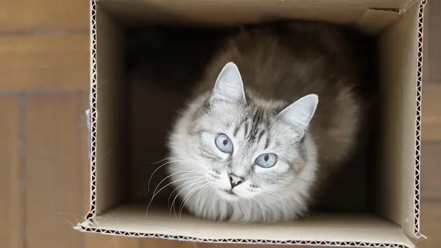 Zautomatyzowana toaleta CatGenie 120+ z pokrywą 