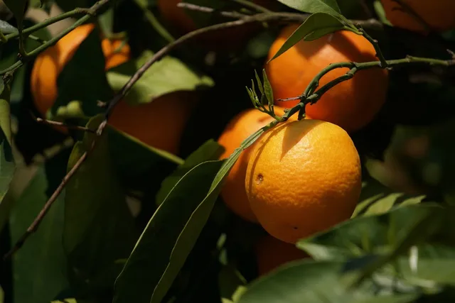 Sokownik Restaurant Pro Citrus Juicer 
