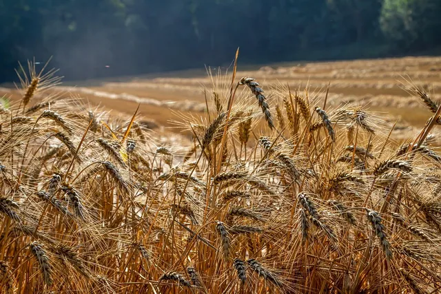 Ręczny młynek do zboża Waldner Biotech CRAFTER