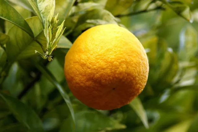 Mechaniczna wyciskarka do cytrusów Restaurant Pro Citrus Juicer